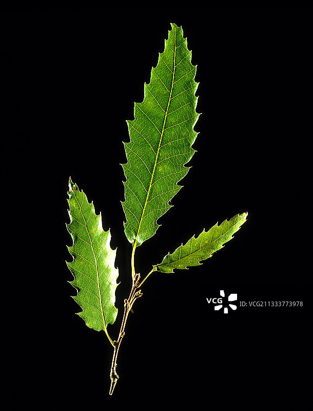 地中海，小亚细亚图片素材