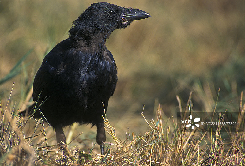 法国地上的秃鼻乌鸦图片素材