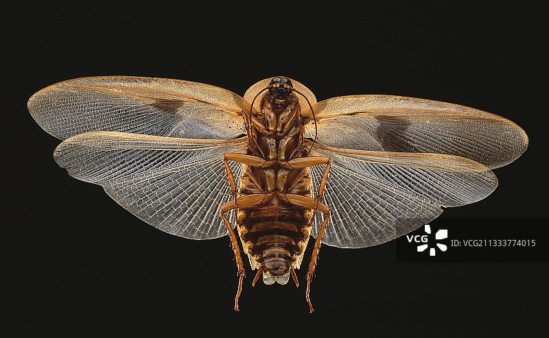 巴黎国家自然历史博物馆藏品：翼展16厘米，产地法属圭亚那图片素材