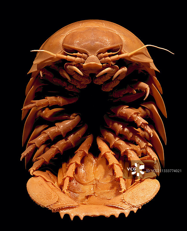 世界上最大的等足类动物图片素材