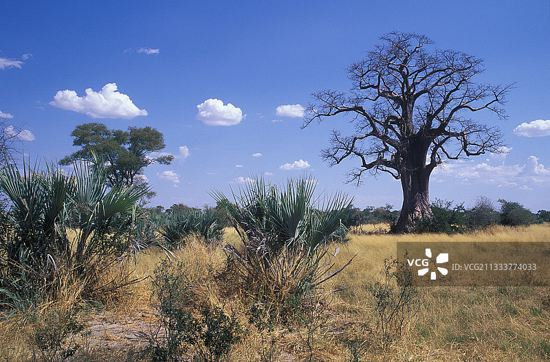 纳米比亚稀树草原图片素材