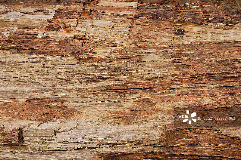 阿根廷巴塔哥尼亚的石化木图片素材