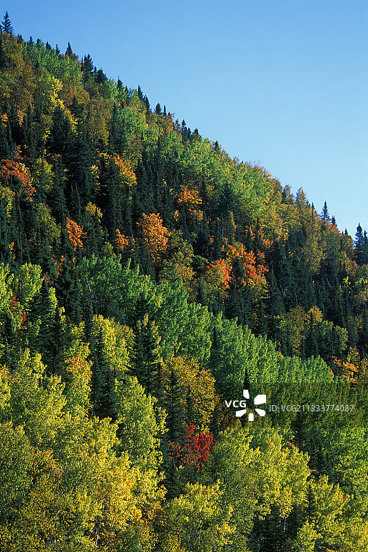 加拿大秋季混合温带森林图片素材