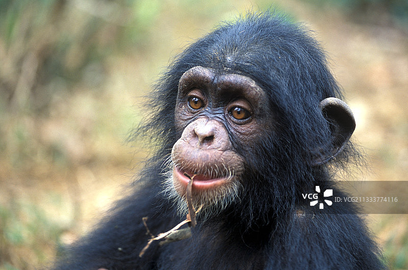年轻的黑猩猩肖像，喀麦隆图片素材
