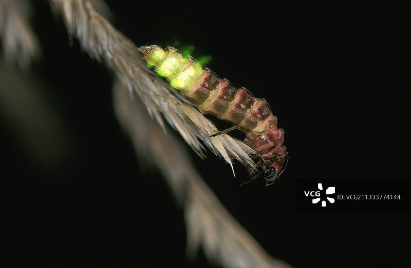 草地上的常见萤火虫图片素材