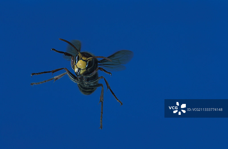 飞行中的欧洲大黄蜂，法国图片素材