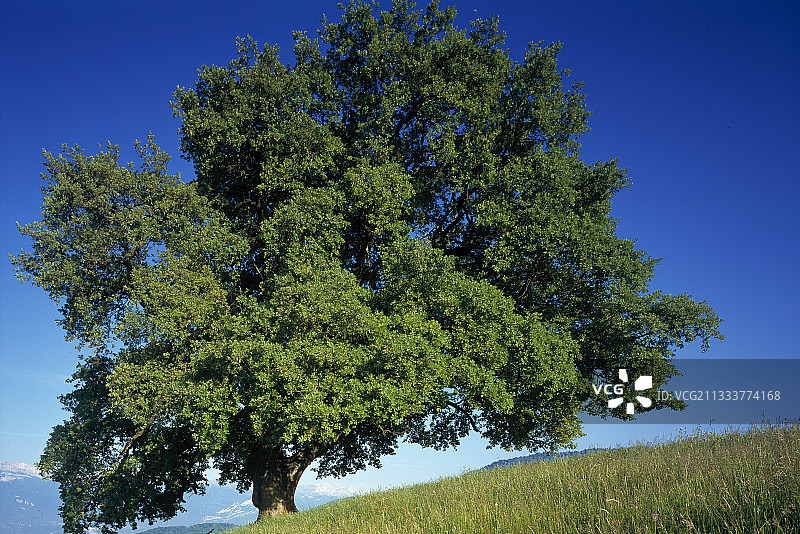 伊泽尔省的橡树图片素材