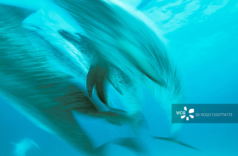 巴哈马群岛的海豚图片素材