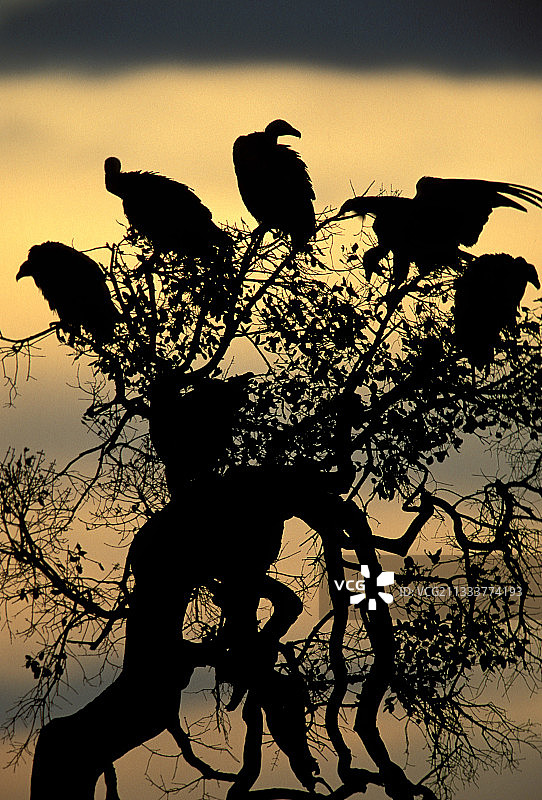 树上的吕佩尔兀鹫图片素材