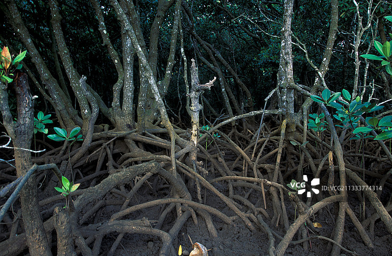 红树林图片素材
