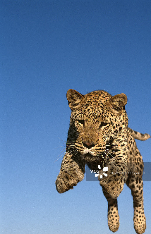 豹在康复农场跳跃图片素材