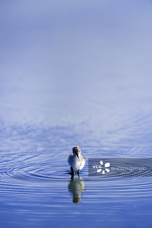 年轻的反嘴鹬，卢瓦尔-大西洋图片素材