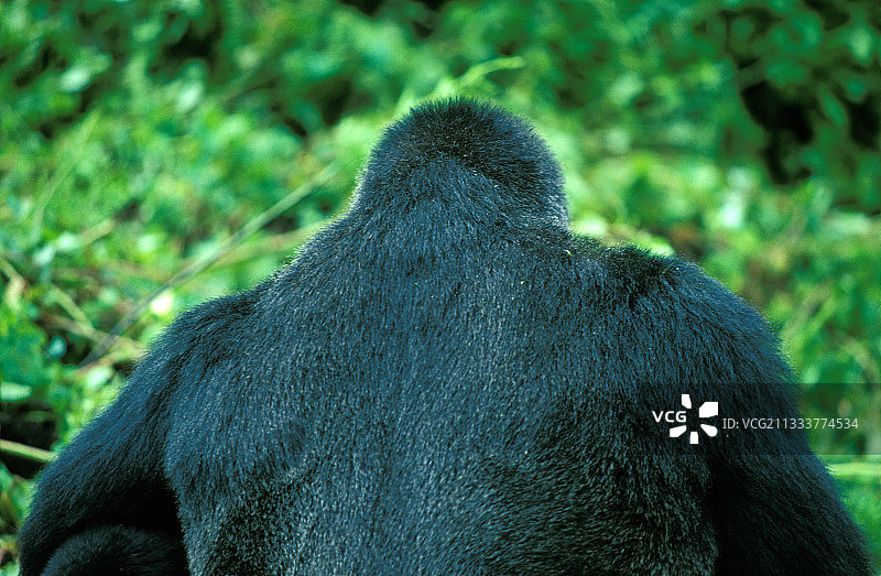 银背大猩猩图片素材