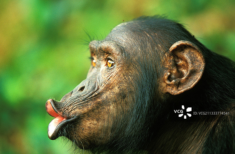 巴库姆巴图片素材