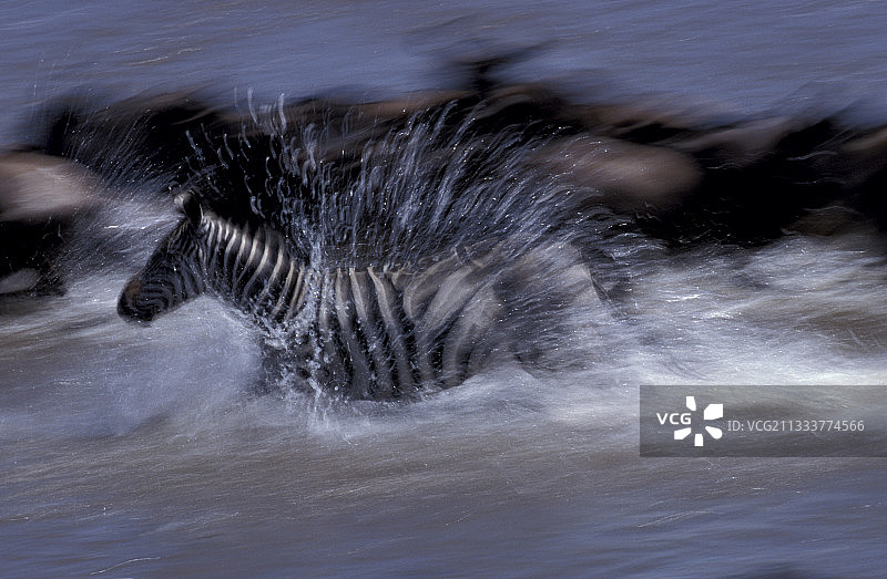 马赛马拉水中奔跑的布氏斑马图片素材
