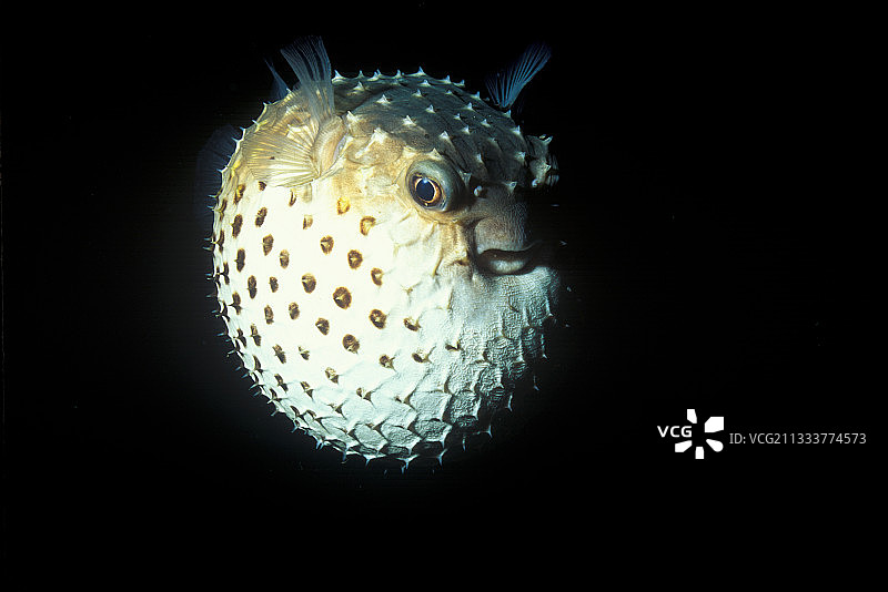 斑基刺鲀，红海图片素材