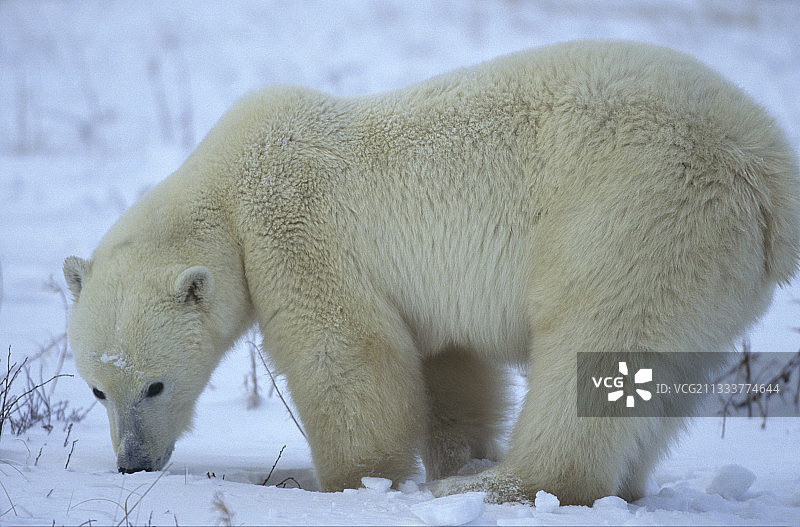 丘吉尔城寻找食物的北极熊图片素材