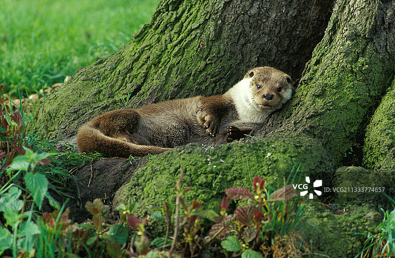 欧洲水獭在树旁休息图片素材