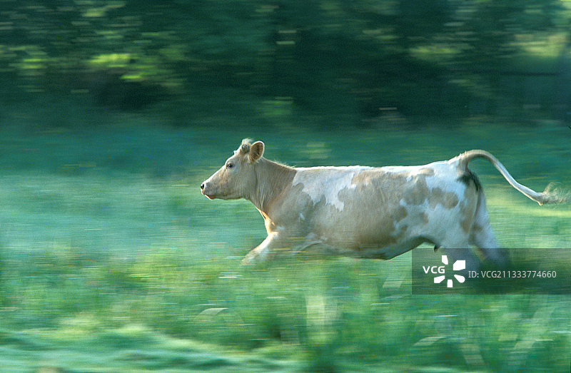 奔跑的奶牛图片素材