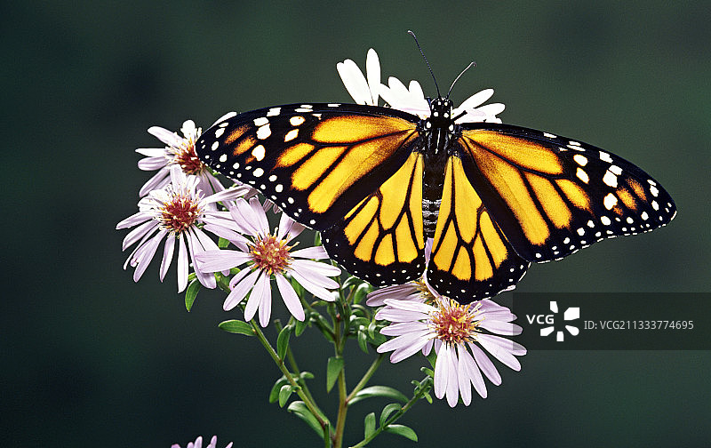 展开翅膀停留在花朵上的帝王蝶图片素材