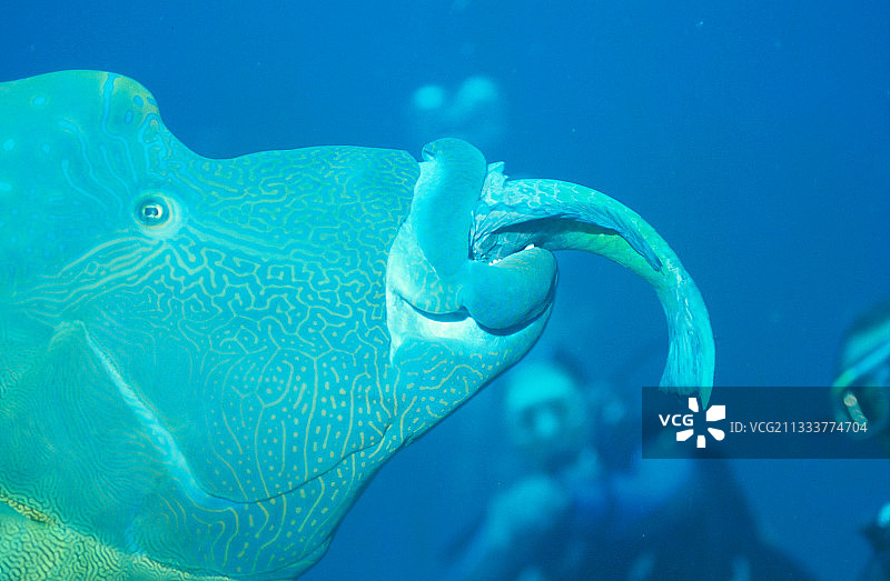 正在捕食其他鱼类的隆头鱼图片素材