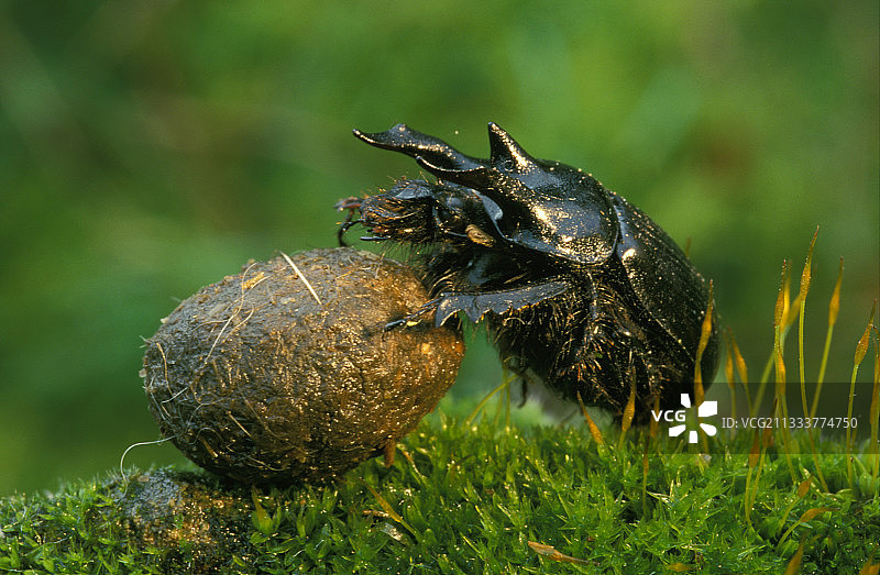 蜣螂滚动粪球，法国阿尔萨斯图片素材