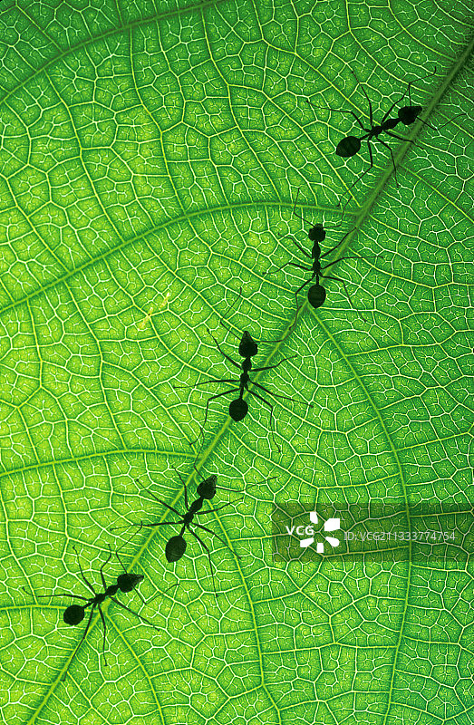 树叶上的织叶蚁图片素材