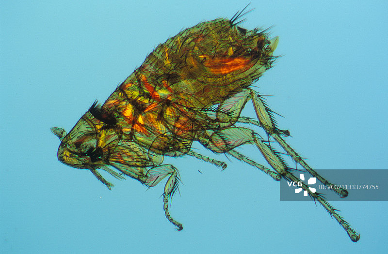 放大50倍的鼠蚤图片素材