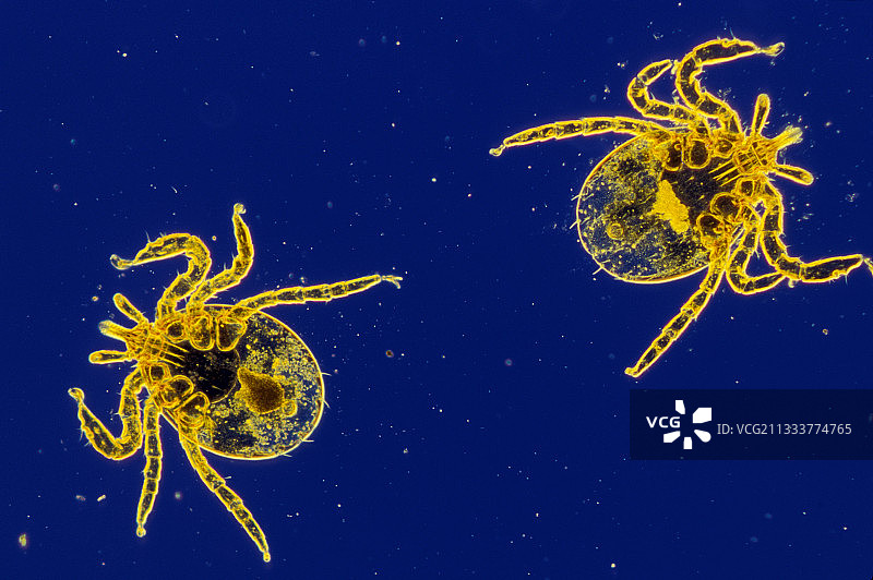 绵羊蜱虫：40倍放大图片素材