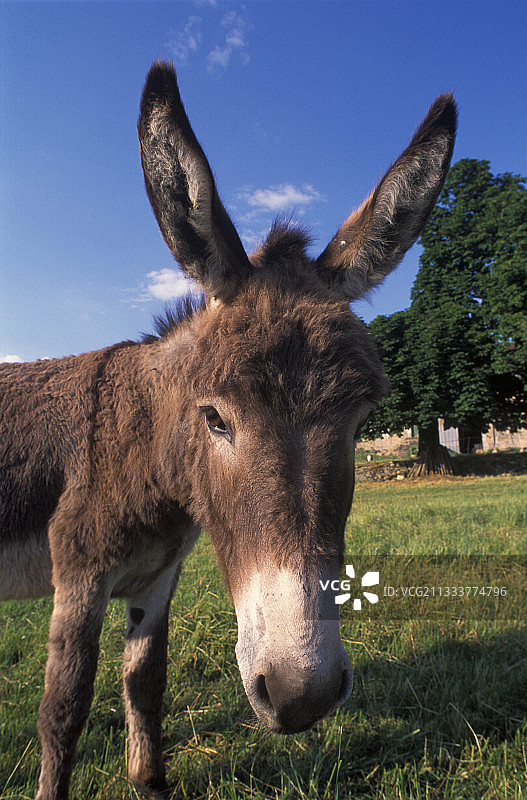 法国驴肖像图片素材