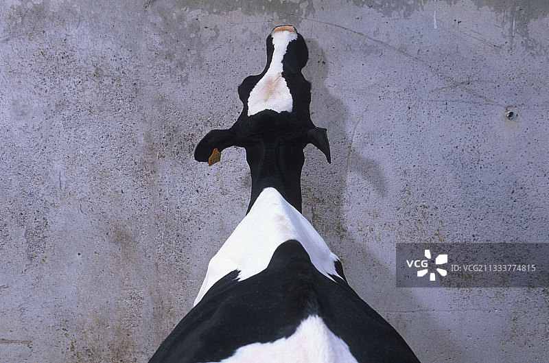 从背面看到的荷斯坦奶牛，法国图片素材