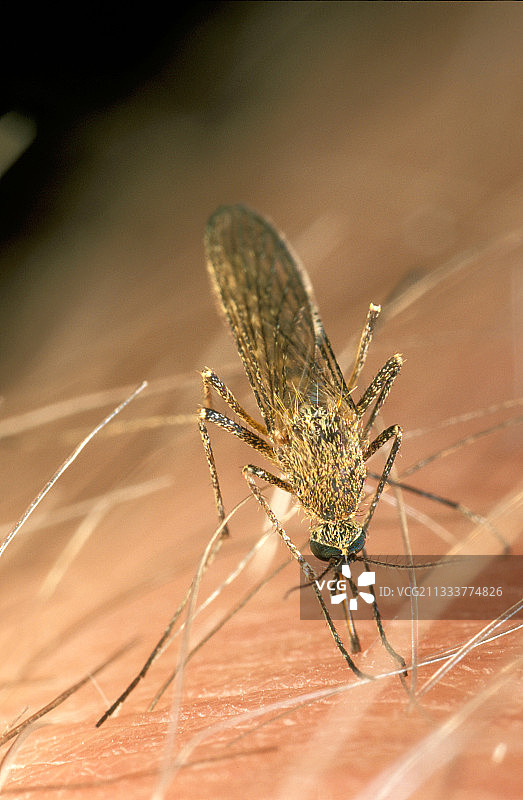 蚊子叮咬皮肤。法国图片素材