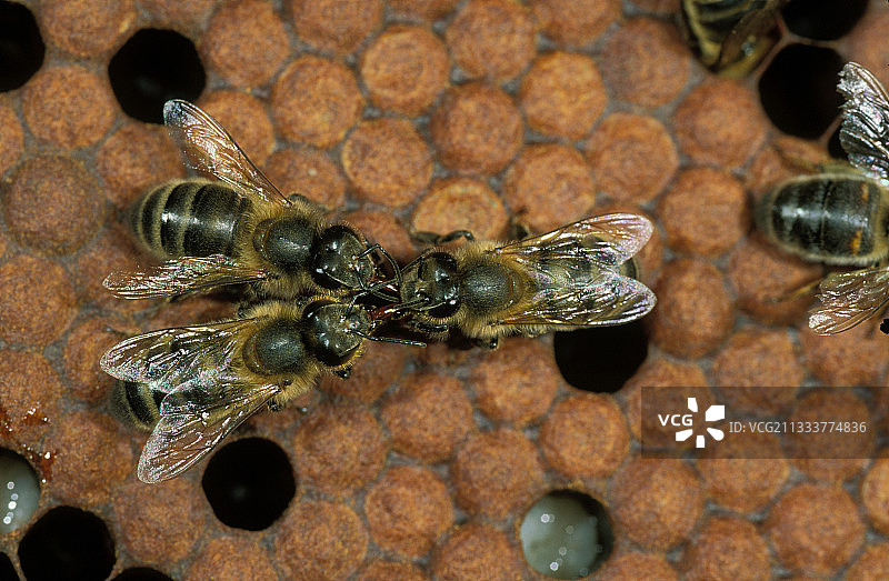 法国蜜蜂照顾蜂群图片素材
