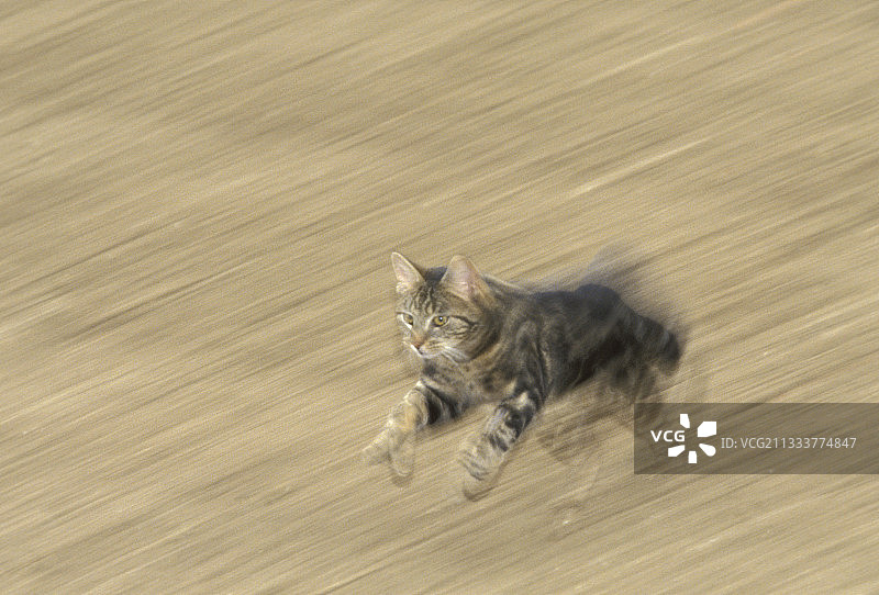 奔跑的欧洲猫（法国）图片素材