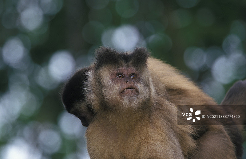 一只棕色卷尾猴和另一只卷尾猴图片素材