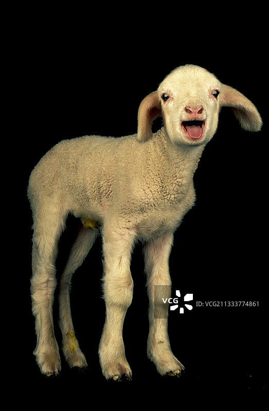 小羊羔叫图片素材