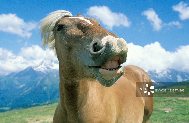 法国，种马的裂唇嗅反应图片素材