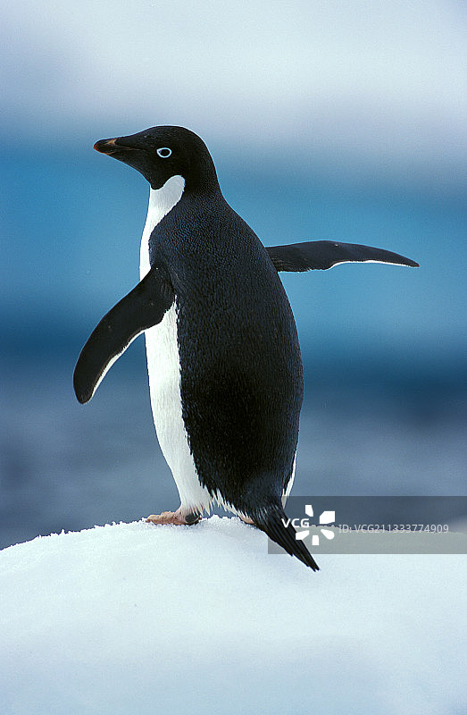 阿德利企鹅在冰上，南极洲波let岛图片素材
