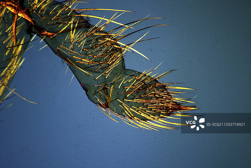 普通欧洲金龟子的腿部放大图片素材