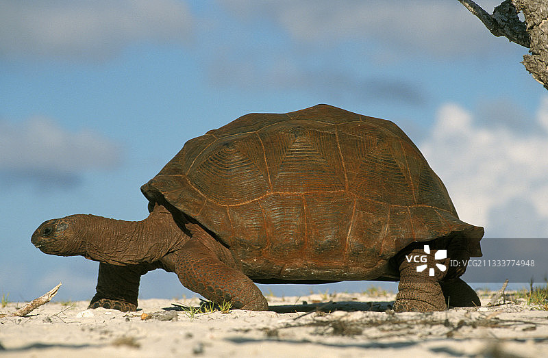 南美黄脚陆龟，阿尔达布拉群岛塞舌尔图片素材