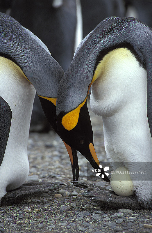 帝企鹅交换蛋，南乔治亚图片素材