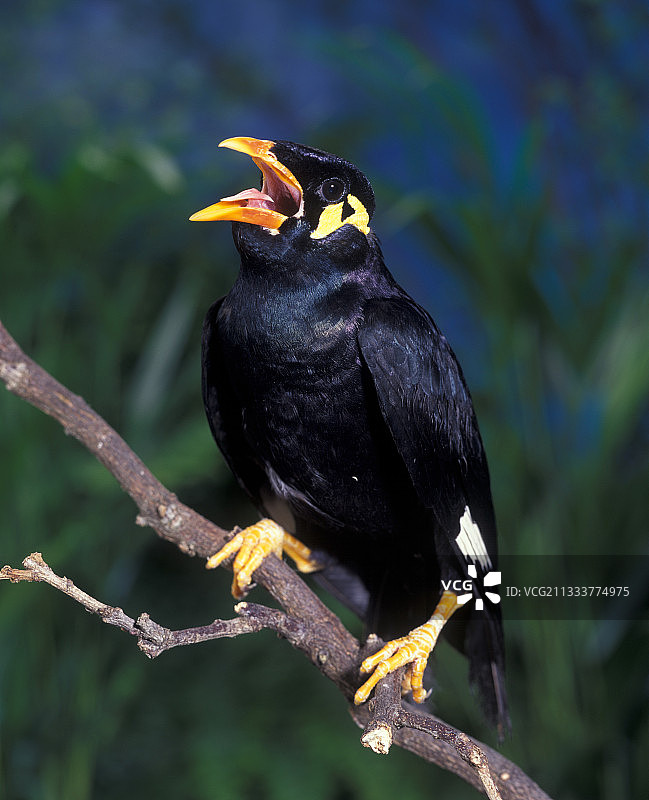 歌唱的九官鸟图片素材