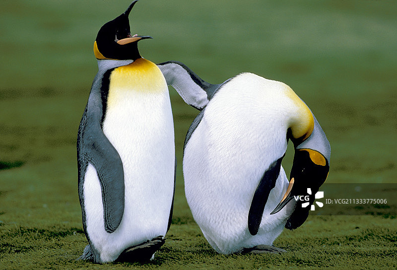 南乔治亚岛的帝企鹅图片素材