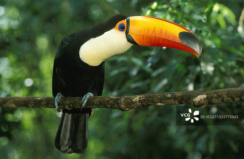 巴西伊瓜苏树枝上的巨嘴鸟图片素材