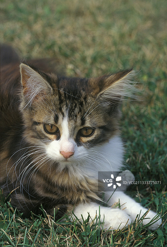 草地上的小猫，法国图片素材