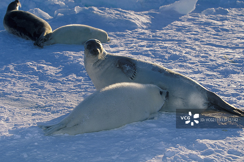 竖琴海豹幼崽正在吮吸母乳，加拿大图片素材
