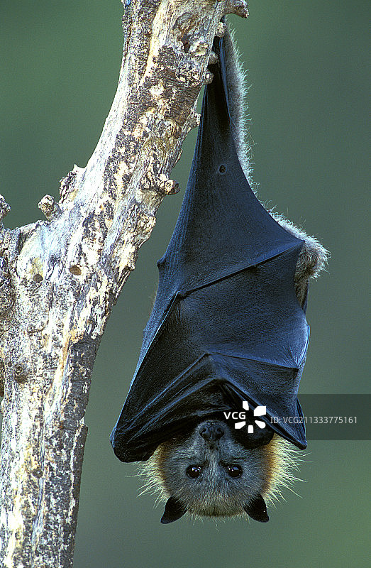 澳大利亚昆士兰州伊普斯威奇图片素材