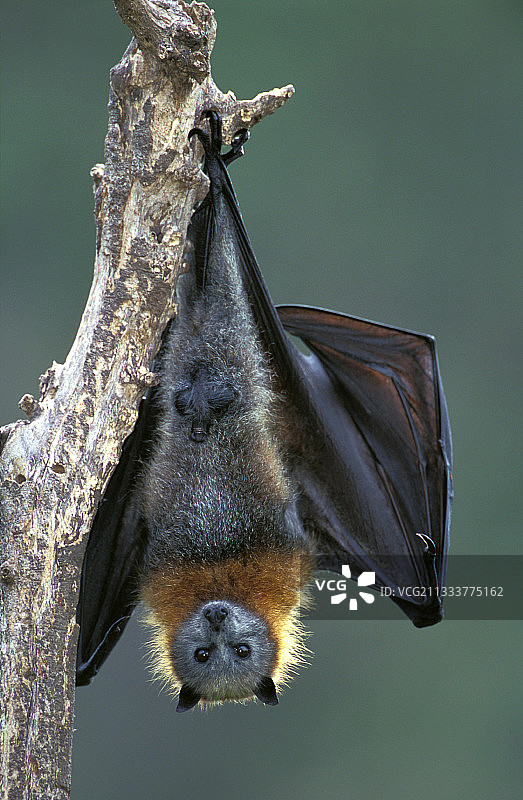 澳大利亚昆士兰州伊普斯威奇图片素材