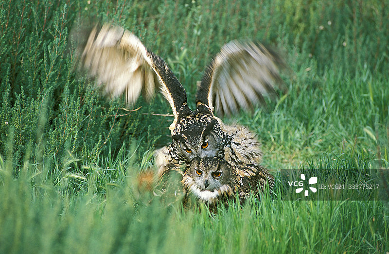 在地面交配的欧亚雕鸮图片素材