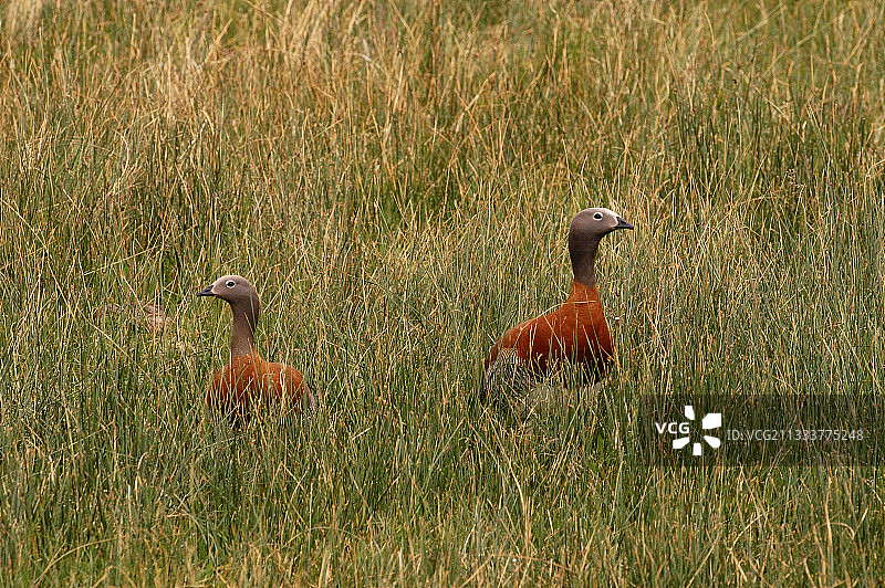 灰头麦鸡鹅图片素材